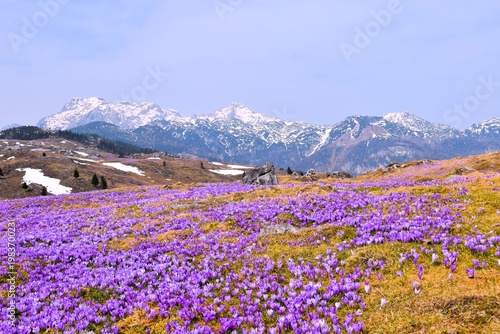 Alpine meadow with purple crocus (Crocus vernus) flowers and snow covered peaks in Slovenia