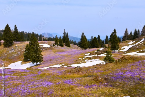 Meadow with coniferous spruce trees at purple crocus flowers at Velika Planina in Slovenia