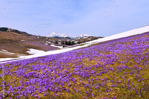 Purple crocus flowers at Velika Planina mountain pasture in Slovenia