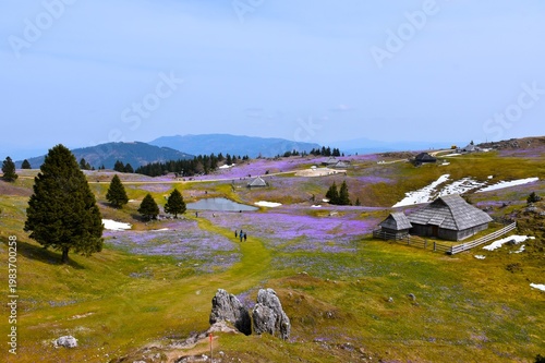 View of purple colored pasture and wooden huts at Velika Planina in Slovenia