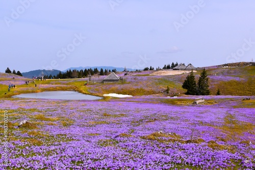 Purple colored meadow with spring crocus flowers at Velika Planina in Slovenia