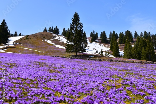 Purple spring crocus (Crocus vernus) flowers at Velika Planina, Slovenia