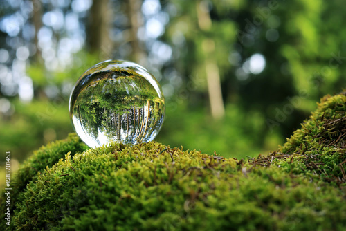 Ein gesunder grüner Wald. In einer Glaskugel im Moos spiegelt sich ein gesunder Wald mit Bäumen