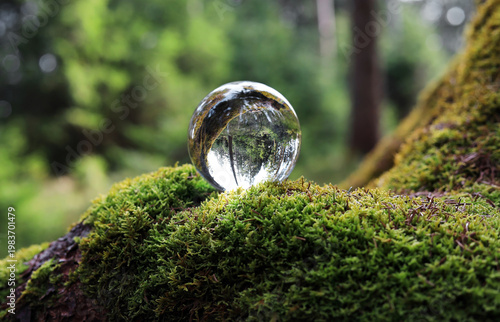 Ein gesunder grüner Wald. In einer Glaskugel im Moos spiegelt sich ein gesunder Wald mit Bäumen