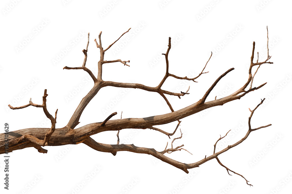 Fototapeta premium Dry bare tree branch with many twigs, dead wood, natural texture, growth structure, isolated on transparent background