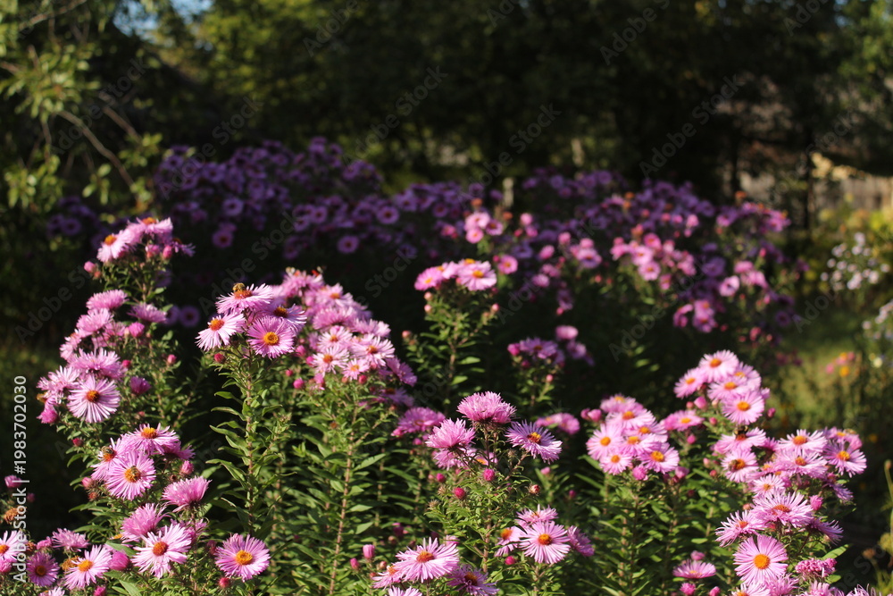 Obraz premium Vibrant pink aster flowers blooming in a sunny garden with dark blurred background, displaying lush autumn colors and natural light.