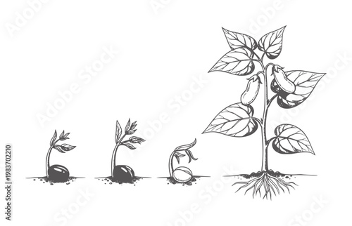 Four stages of bean plant growth from seed to plant with pods sprout