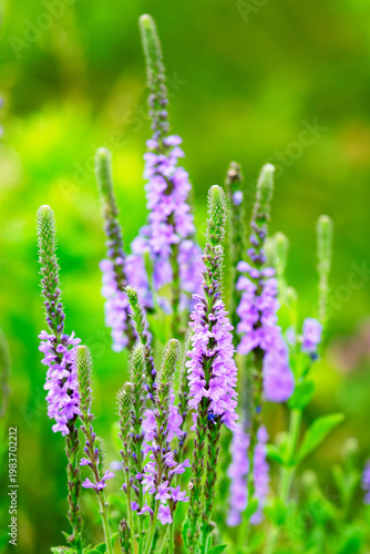 Spikes of purple Hoary Vervain (Verbena stricta) blooming in a Waukesha County, Wisconsin prairie. Native Wisconsin wildflower in a summer field.