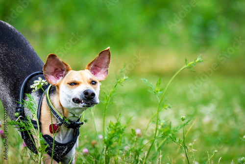 Expressive Beagle mix dog making a funny face while outdoors in Waukesha County, Wisconsin. Includes copy space on the right.