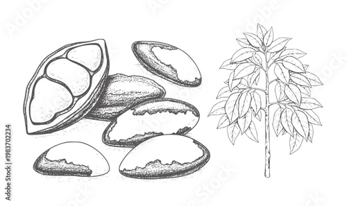 Hand drawn brazil nuts and tree plant food