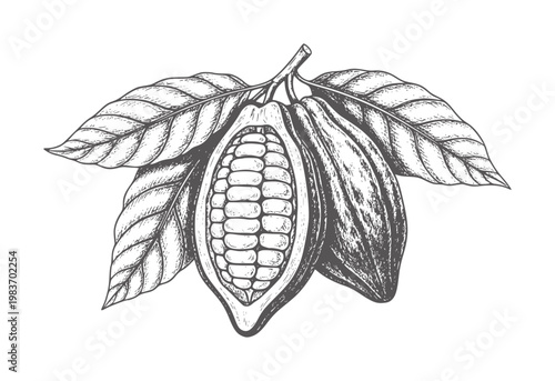 Hand drawn cocoa pods with leaves in vintage engraving style cacao bean seed