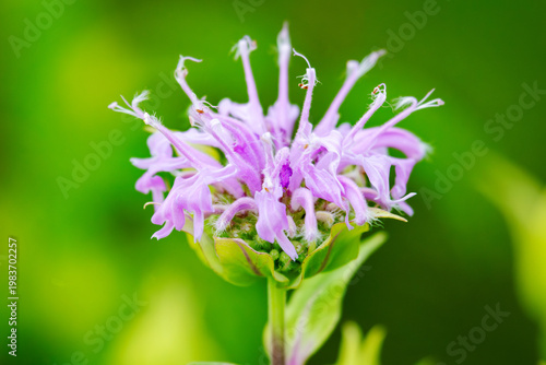 Close-up of a purple Bee Balm flower (Monarda fistulosa) blooming in a Waukesha County, Wisconsin garden. Native Wisconsin wildflower in July.