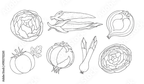 Hand drawn line collection of assorted fresh vegetables white cabbage tomato onion