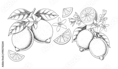 Hand drawn lemon branches with fruit flowers and slices