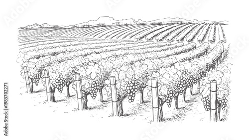 Hand drawn of a vineyard with rows of grapevines and distant hills grapes landscape