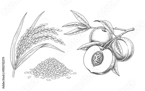 Hand drawn of rice stalks and peaches a branch grain leaf