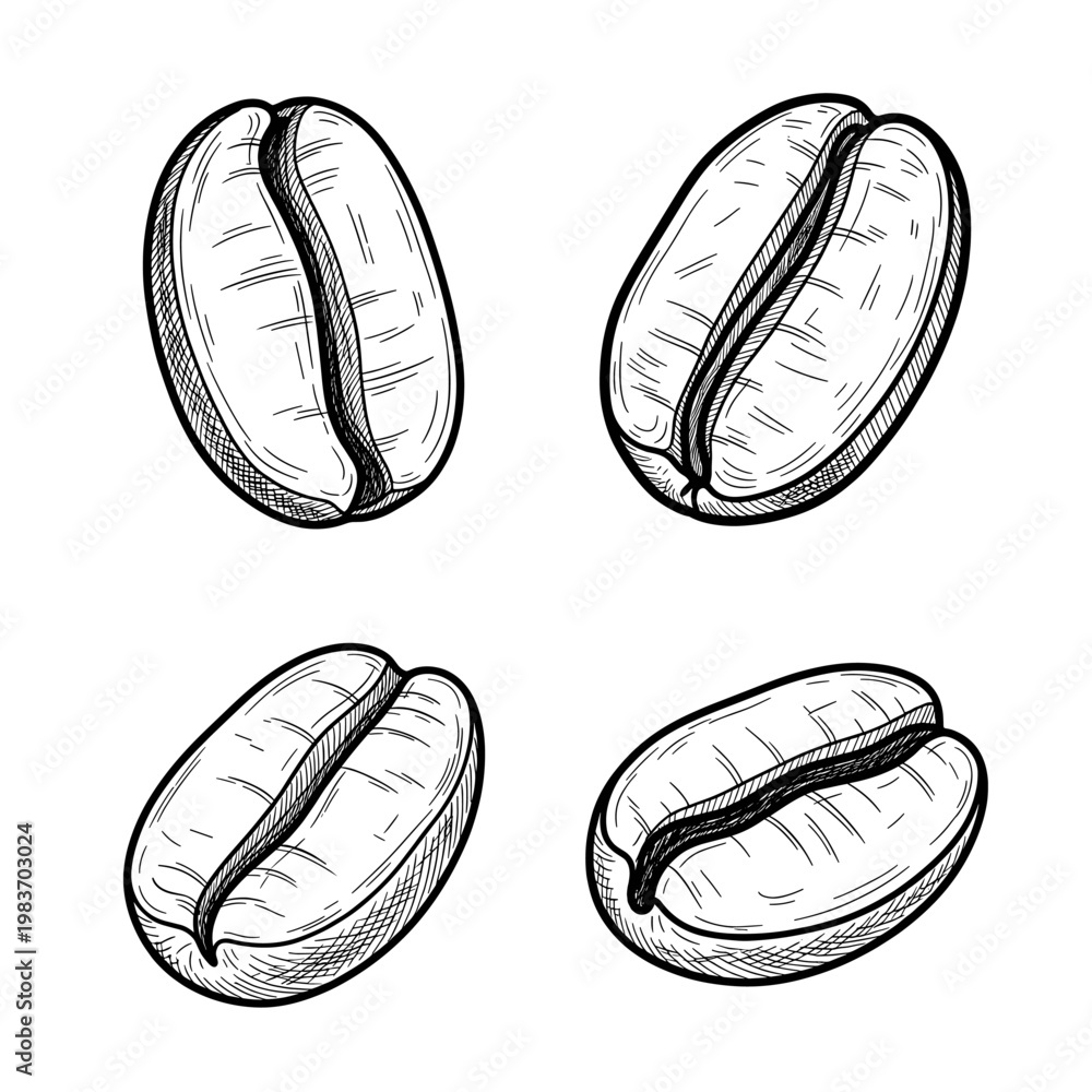 Fototapeta premium Detailed illustration of four coffee beans in a black and white style.