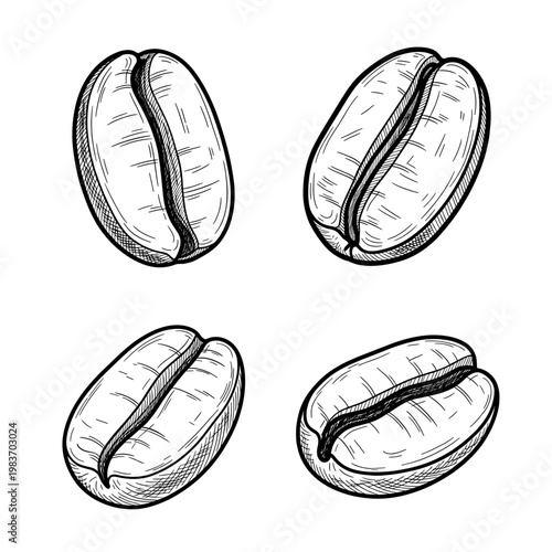 Detailed illustration of four coffee beans in a black and white style.