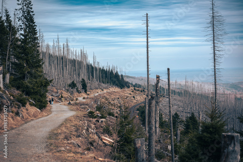 Waldsterben im Nationalpark Harz mit Wanderweg und Schienen der Brockenbahn bei abgestorbenen Fichten