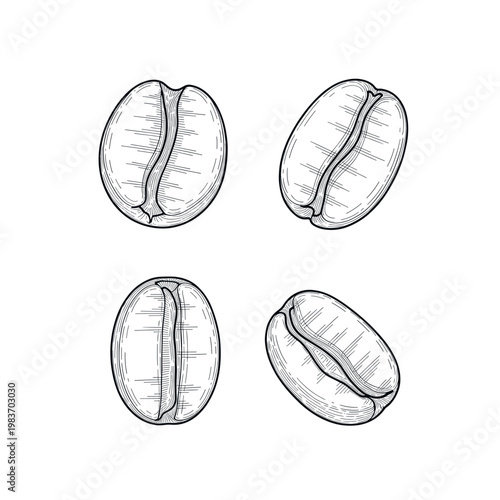Detailed illustration of four coffee beans in various orientations, monochrome style.