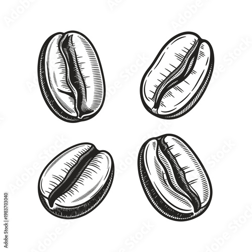 Detailed illustration of four coffee beans, perfect for cafe branding and design.