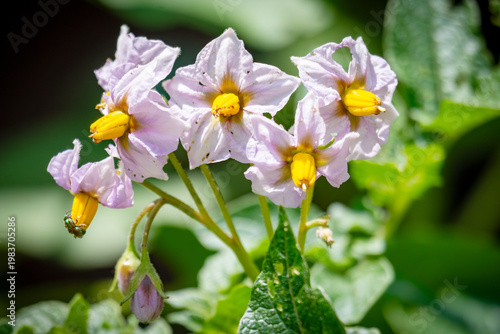 Light purple potato blossoms (Solanum tuberosum) with a metallic green long-legged fly in a Waukesha County, Wisconsin garden.