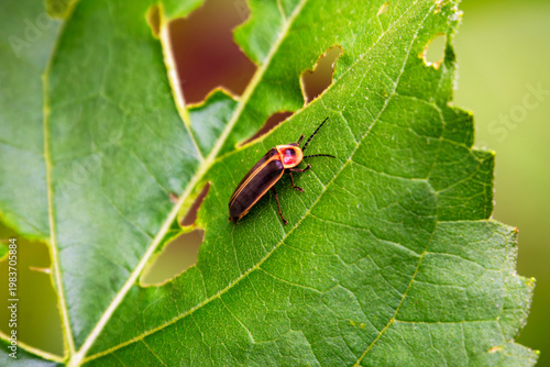 High-angle macro shot of a common Eastern firefly (Lampyridae) resting on a bright green leaf with holes. Detailed insect nature photography.