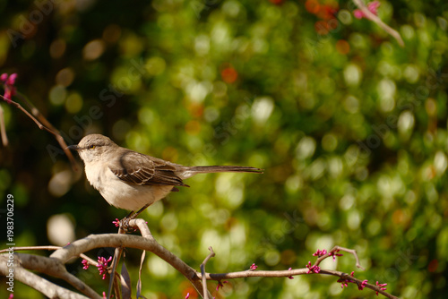 Alert northern mockingbird Mimus polyglottos) perched on a redbud tree branch in early spring
