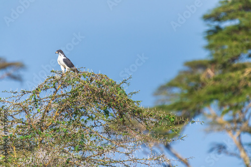 Telephoto of an Augur buzzard -Buteo augur- standing ona branch of a tree in Lake Nakuru national park, Kenya