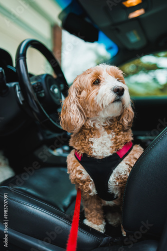 Foto Small dog sits in car with harness and leash ready for adventure on a sunny day