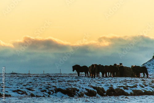 Telephoto of a group of icelandic ponies grazing in snow covered landscape in Southern Iceland
