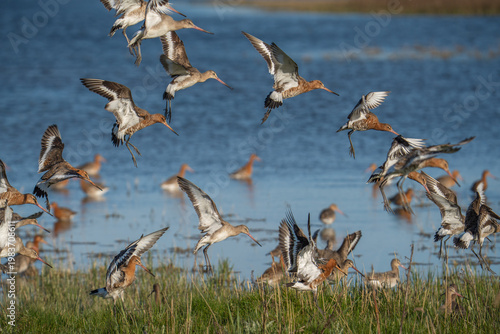 Fotografi Dynamic flock of wild Black-tailed Godwits (Limosa limosa) in flight and landing in a wetland marsh habitat, England, UK