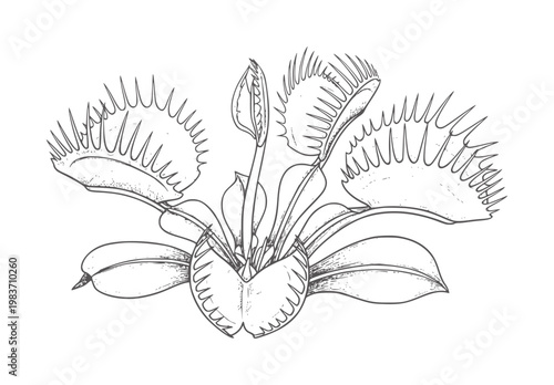Black and white line of a Venus flytrap plant with open traps carnivorous insectivore