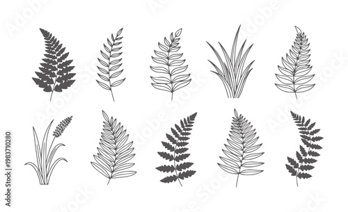 Foto Collection of Dark Gray Ferns and Grass Silhouettes White plant botanical