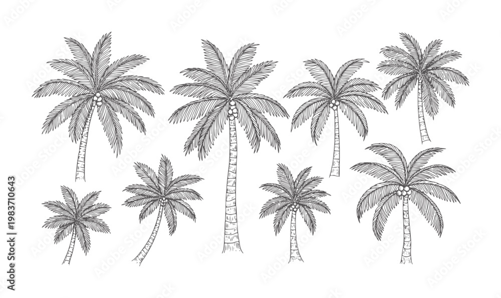 Obraz premium Hand drawn of various palm trees with coconuts white tropical nature