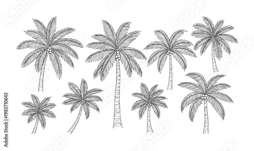 Hand drawn of various palm trees with coconuts white tropical nature