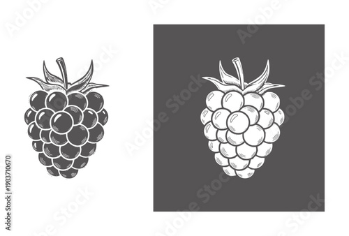 Hand drawn raspberry in dark grey and white fruit food vintage retro