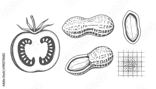 Hand drawn tomato half and peanuts in shell and kernel seeds
