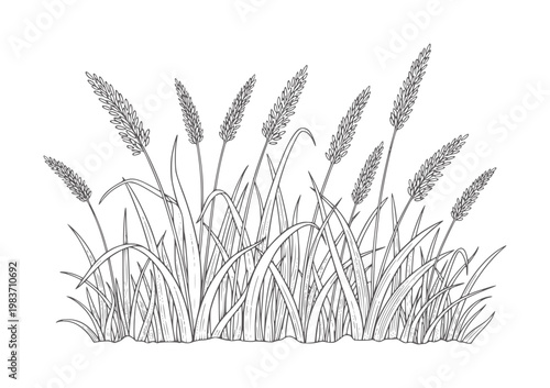 Line of wild grass stalks and blades white nature plant botanical