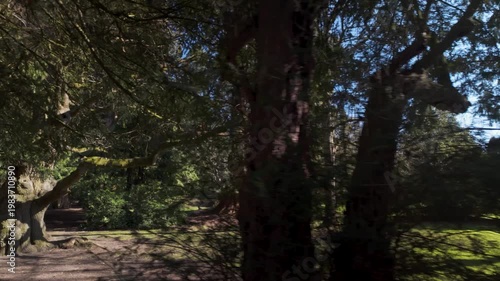 Shaded redwood grove in a peaceful park