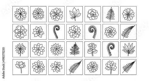 a collection of black and white line art drawings of various succulent plants and ferns