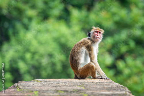 Photography Toque macaque (macaca sinica), endemic monkey in Sri Lanka, watching visitors of