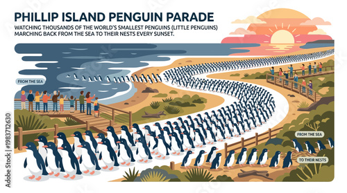 Phillip Island little penguins marching from sea to nests at sunset