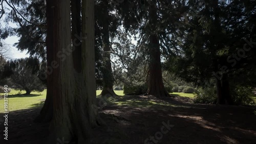 Shaded Evergreen Grove in Park with Sunlit Clearing