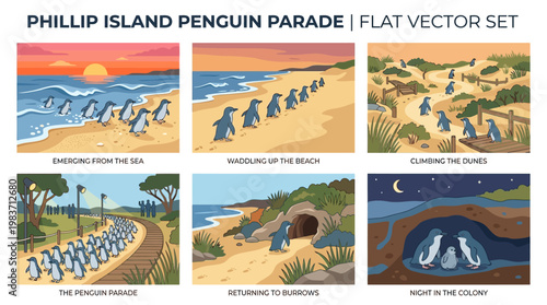 Phillip Island penguins in various scenes on beach and in colony