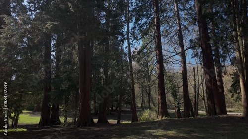 Sunlit conifer forest in park clearing