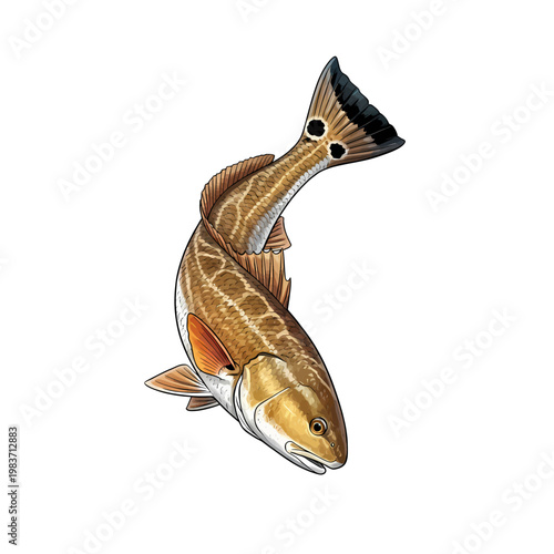 Redfish red drum fish vector illustration in a vintage style,