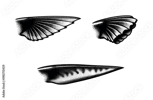 Mackerel pectoral fin, detailed pectoral fin shown extended, partially folded, and side profile with realistic form and proportion. Black and white dot style