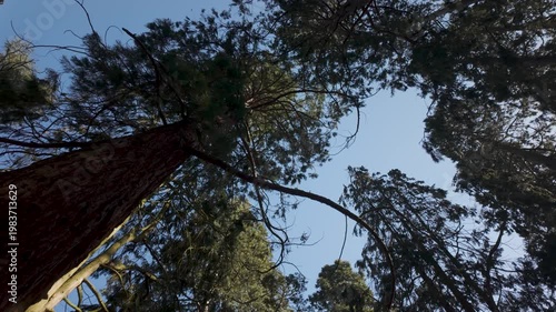 Upward View of Evergreen Forest Canopy and Blue Sky
