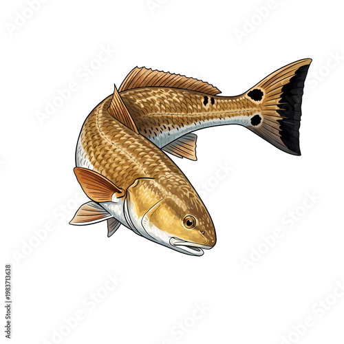 Redfish red drum fish vector illustration in a vintage style,